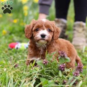 Mickey, Cavapoo Puppy